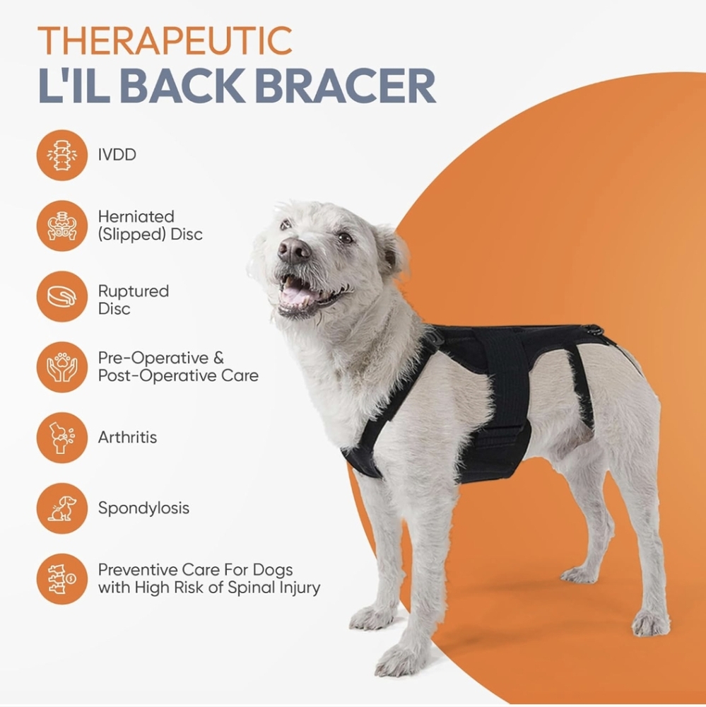 Dog back brace for IVDD